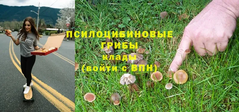 Псилоцибиновые грибы Psilocybe  Заречный 